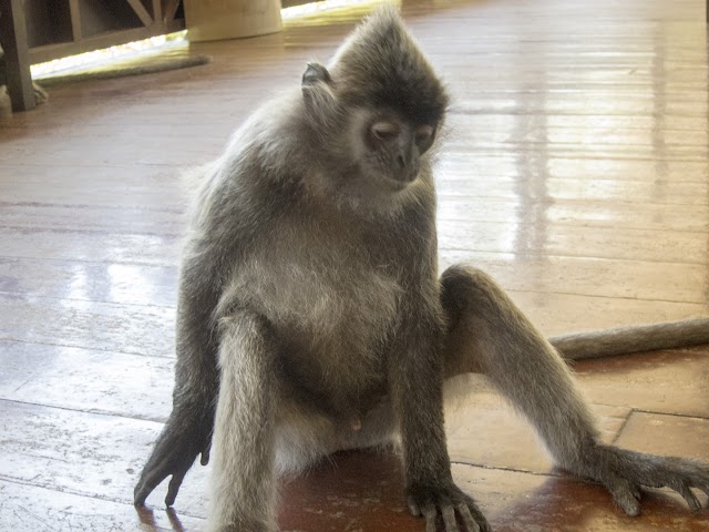 Borneo 2014